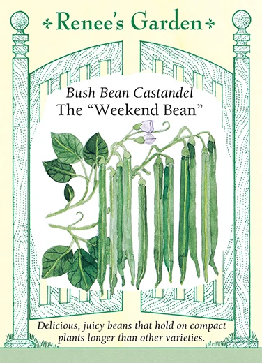 RG Bush Bean Castandel
